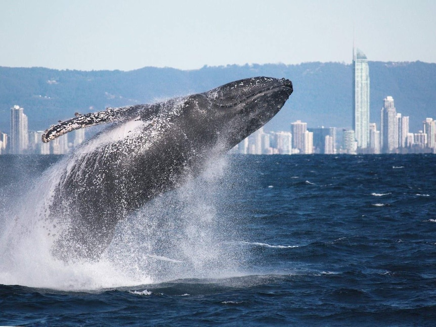 A humpback whale breaches of the Gold Coast.