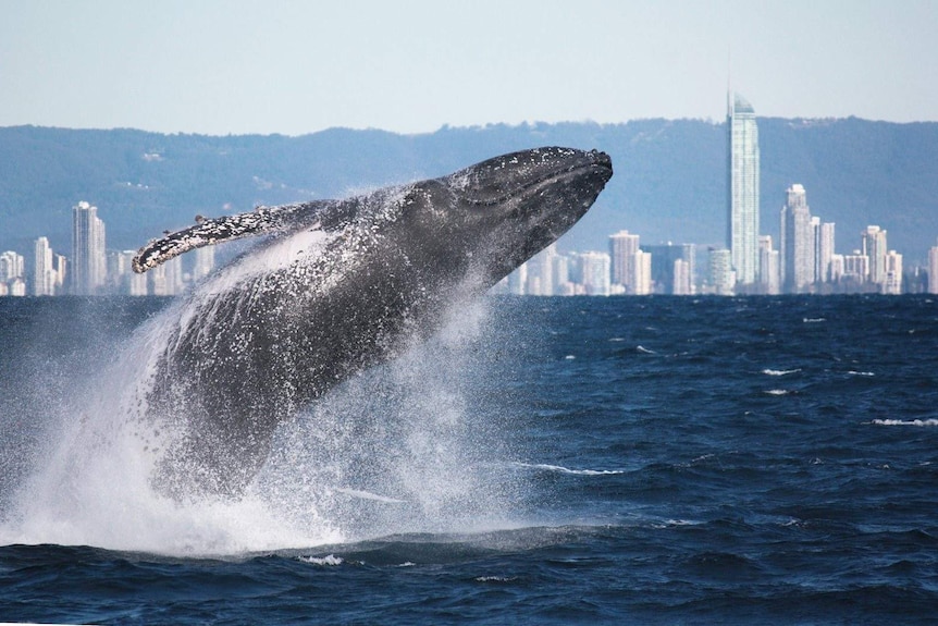 A humpback whale breaches in the foreground and high rises of the Gold Coast in the background.