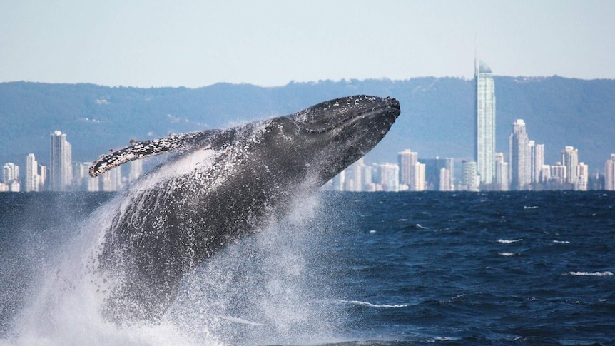 A humpback whale breaches of the Gold Coast.