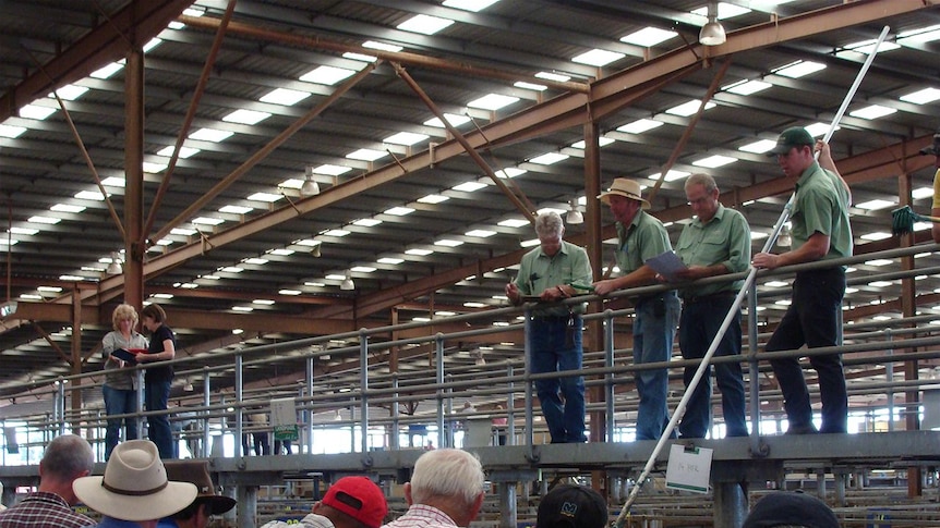 Agents sell cattle at a weekly sale