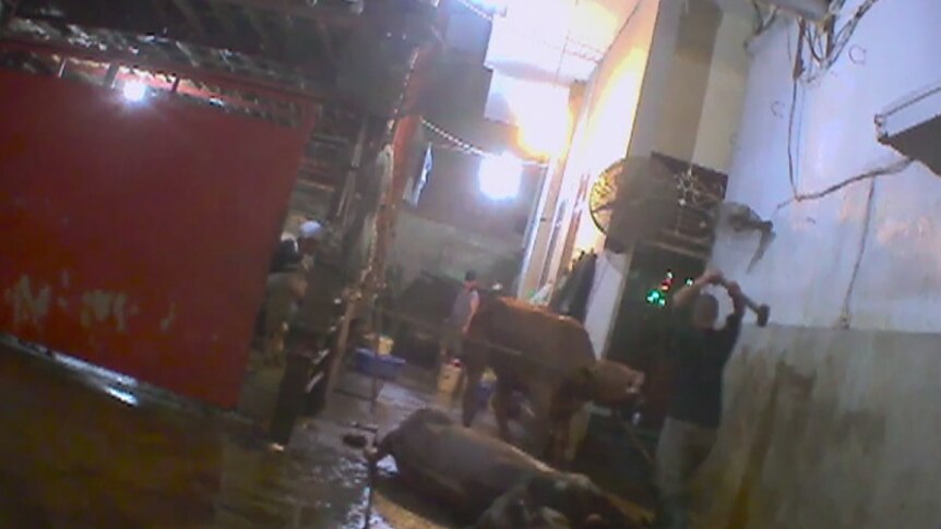 Abattoir worker hits cattle with sledgehammer