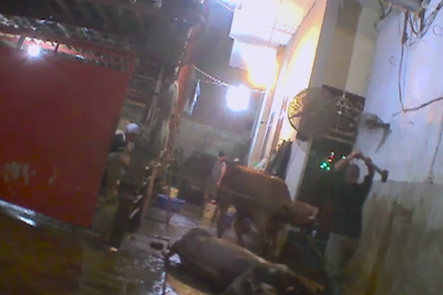 Abattoir worker hits cattle with sledgehammer