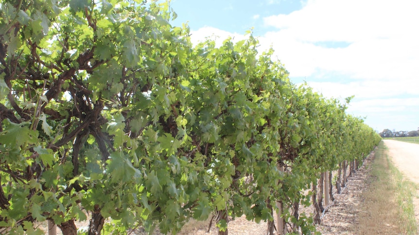A vineyard in the South Australian Riverland.