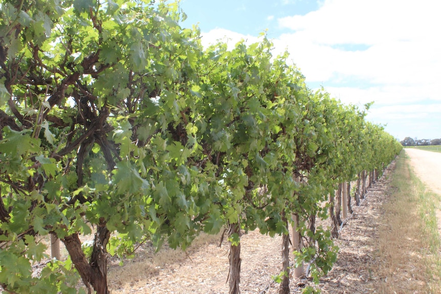Wine grapes growing on Shane Nettle's farm.
