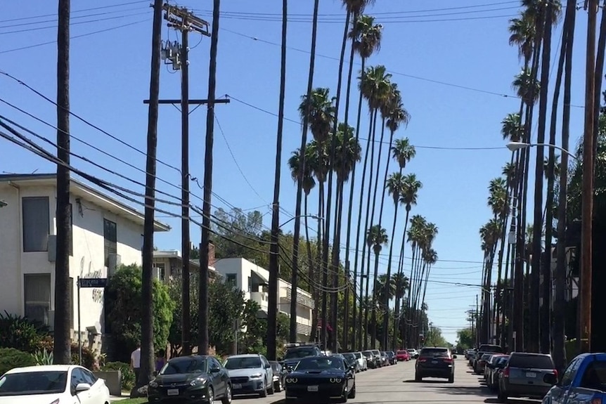 A black car driving through palm trees on the street.