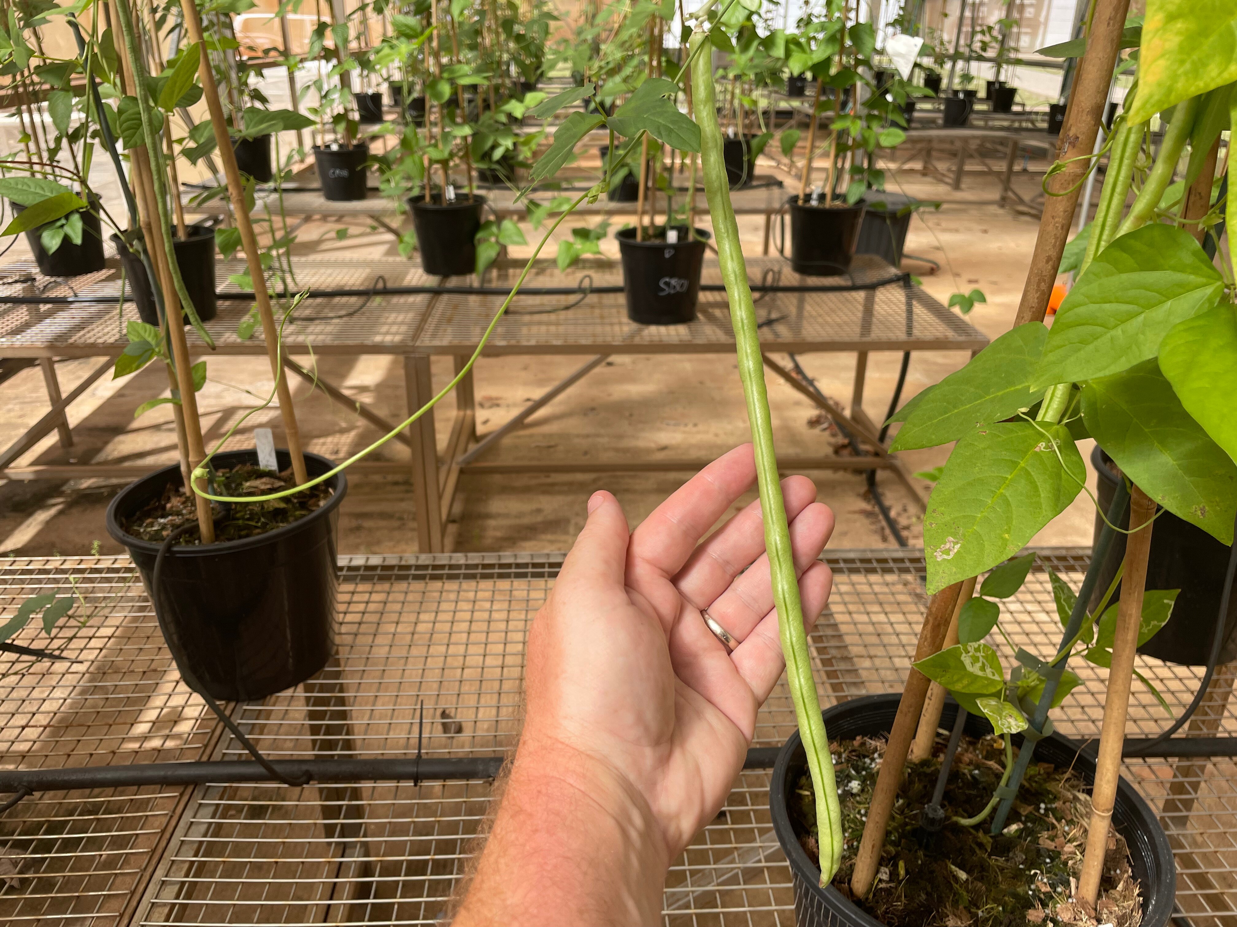 Hand holding a long snake bean