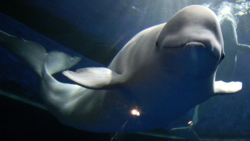 A poisonous cocktail is passing into the Beluga whales and via their placentas to their unborn young [File photo].