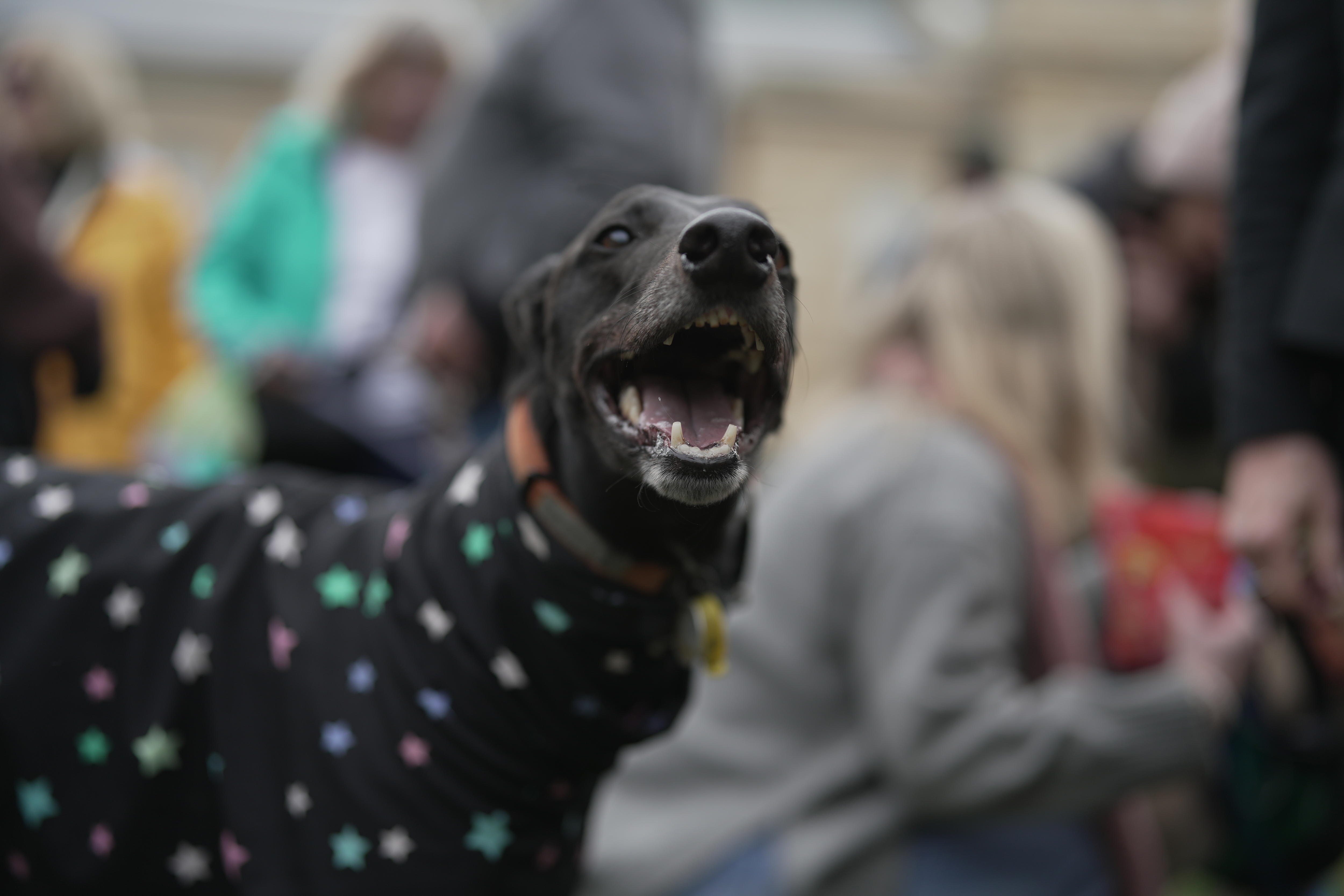Un galgo negro con un suéter manchado.