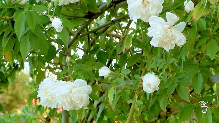 White roses growing on large shrub