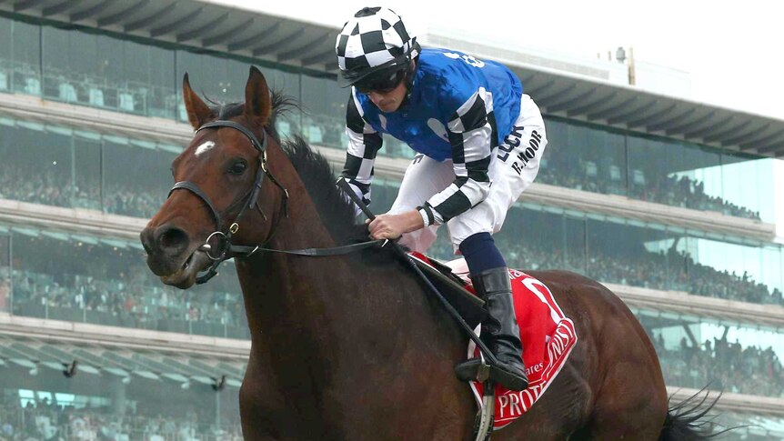 Ruled out ... Protectionist during its 2014 Melbourne Cup-winning run