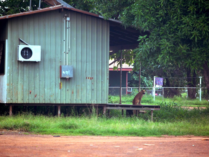 Camp dog sits on the porch of a house.