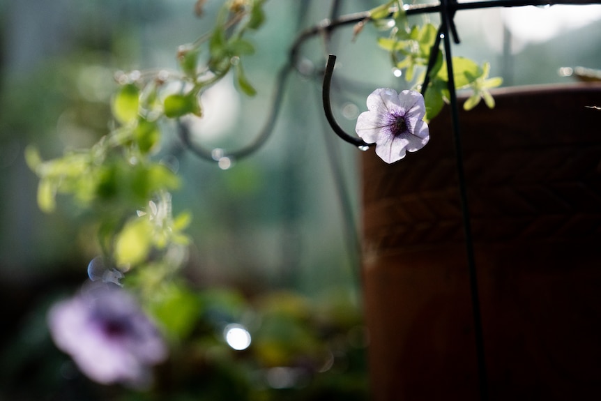 Soft sunlight shines onto purple flowers in a dimly lit greenhouse.