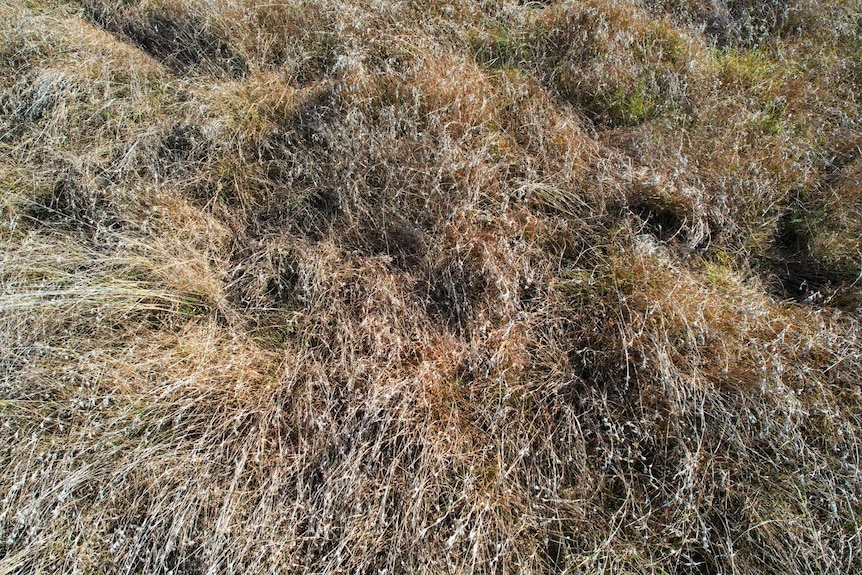 A close up picture of long golden grasses