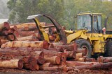 A pile of logs being moved by a tractor.