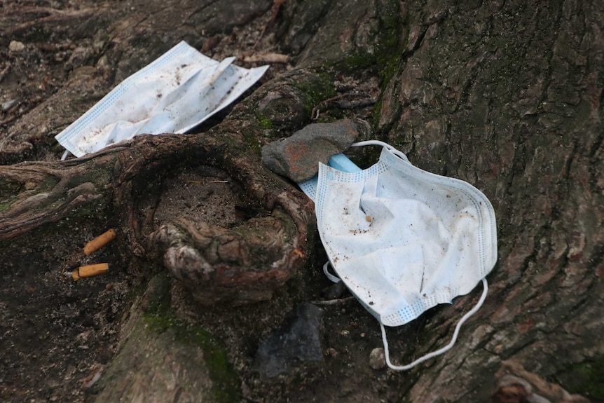 Two discarded surgical masks in a tree.