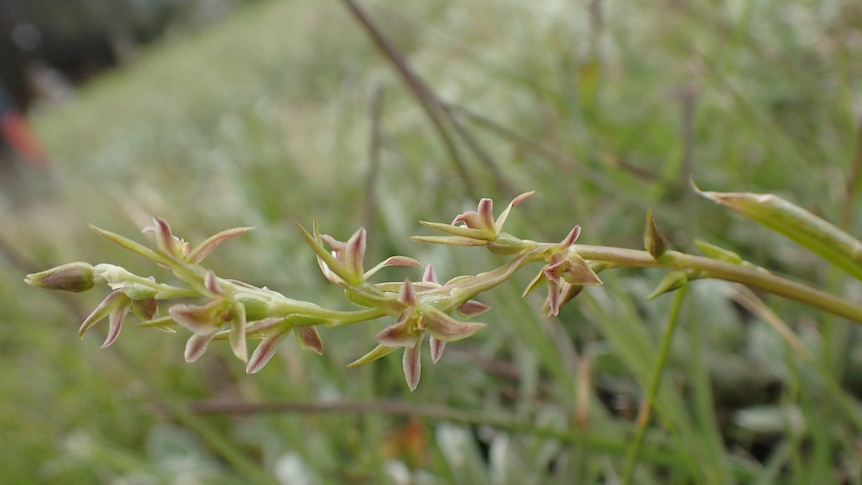 A plant that has multiple green and light pink flowers surrounded by grass