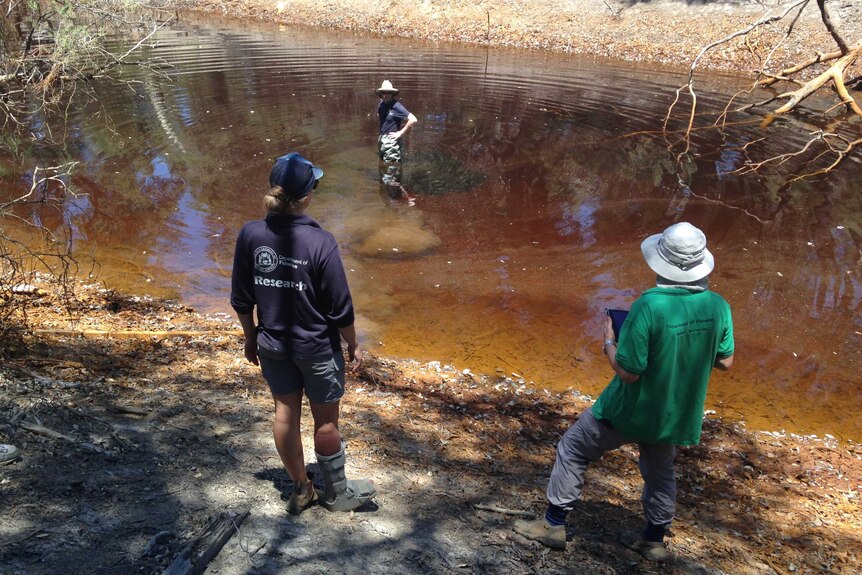 Department of Fisheries and Recfishwest staff inspect part of the Collie River for marron.