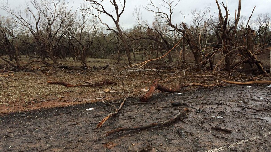 Tree debris at scene of major truck explosion south of Charleville in south-west Queensland