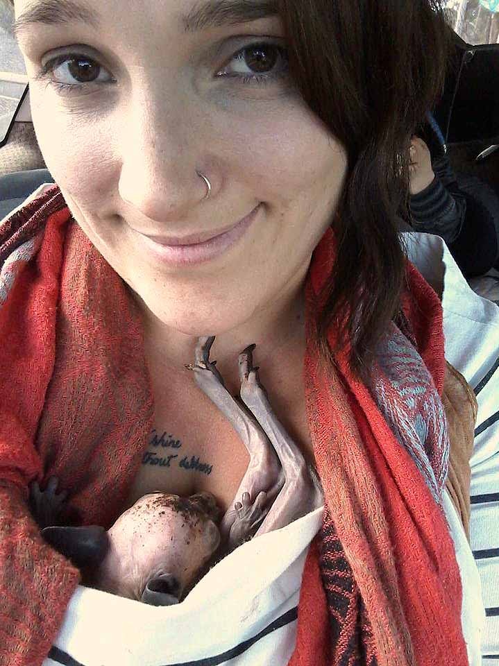 A small hairless joey on a woman's lap