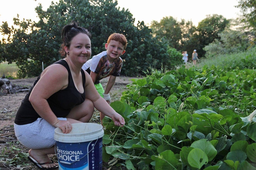 A woman and a boy crouching down with a bucket and looking for cane toads in a garden