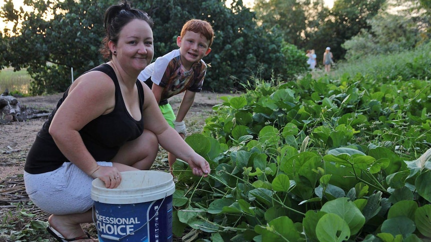 A woman and a boy crouching down with a bucket and looking for cane toads in a garden