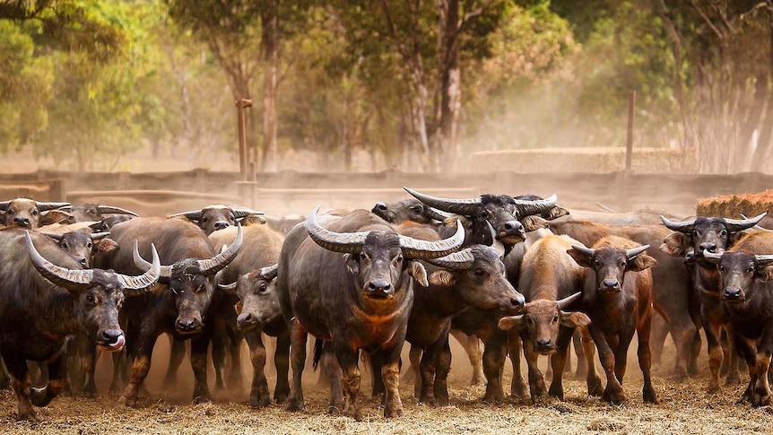 A large group of buffalo