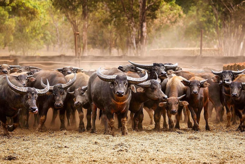 Buffalos stand together in a herd in portable yards