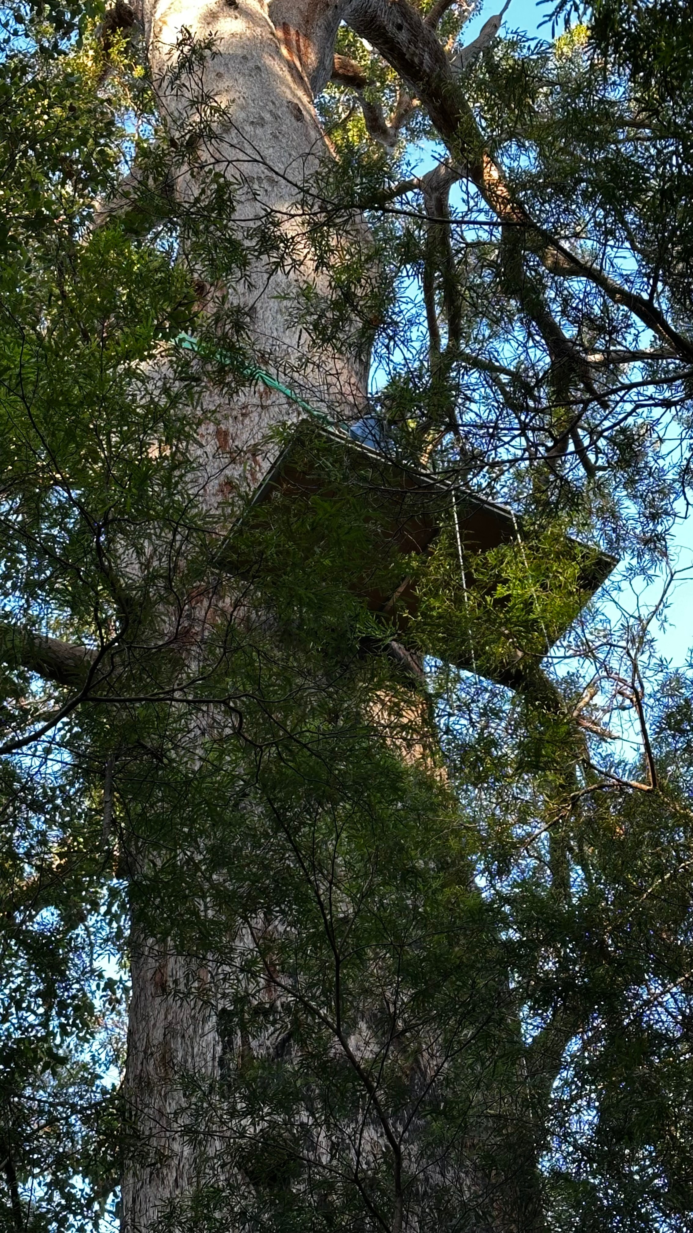 Una foto de una plataforma entre las ramas de un árbol.