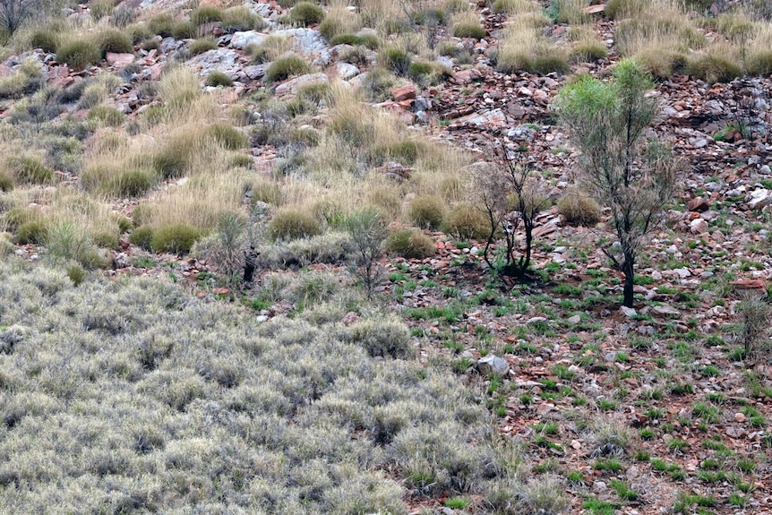 Dark green grass creeps up to light green spinifex grass and appears to be taking over the ecology, a young tree looks deathly