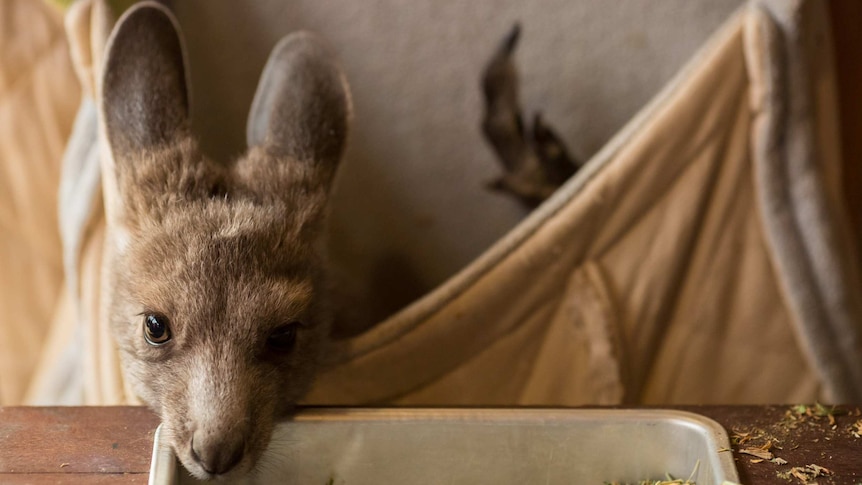A joey sticks its head out of a makeshift pouch into a trough of dried grass.