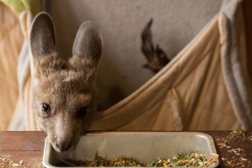 A joey sticks its head out of a makeshift pouch into a trough of dried grass.