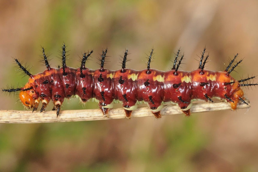 A tawny coster caterpillar with black spines.