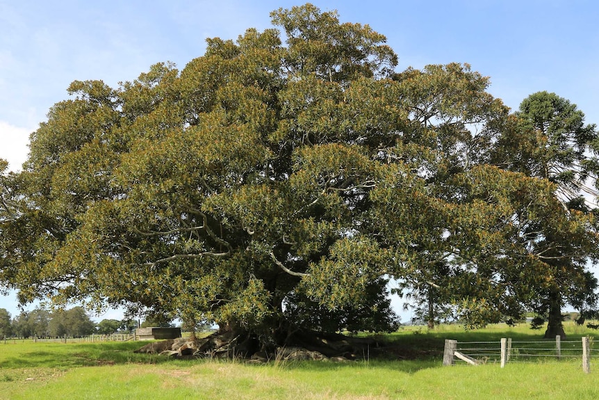 A large leafy fig tree in a grassy paddock.