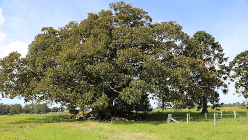 A large leafy fig tree in a grassy paddock.