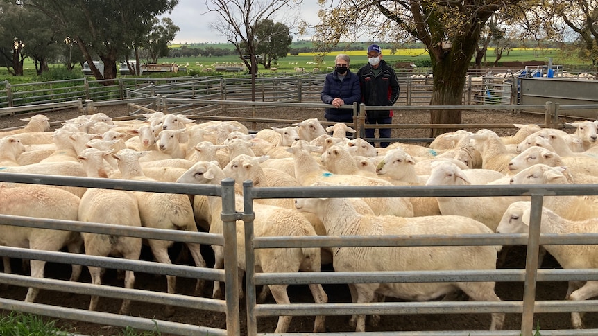 A woman and a man standing behind a pen of sheep