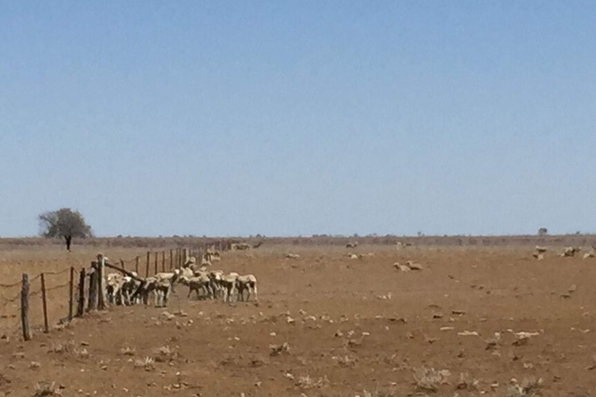 Sheep in drought-stricken paddock near Winton in central-west Queensland