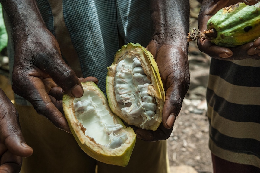 An image of a cocoa pod with its fatty seeds showing.