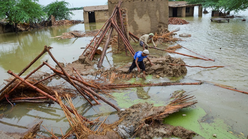 People retrieve bamboos from a damaged house while surrounded by flood water. 