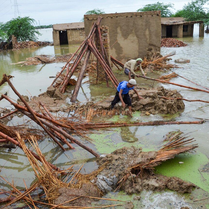 People retrieve bamboos from a damaged house while surrounded by flood water. 