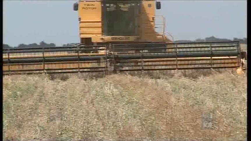 Ban lifted on GM canola