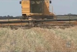 Ban lifted on GM canola