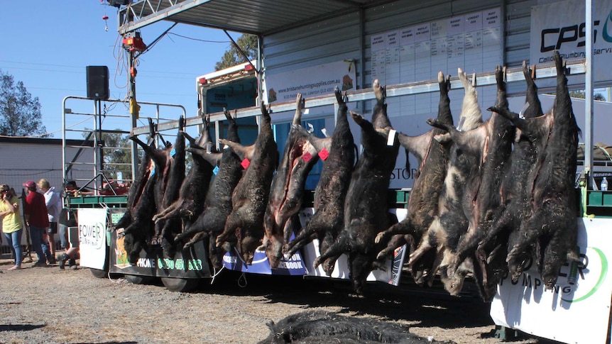 dead pigs hanging on racks and on ground