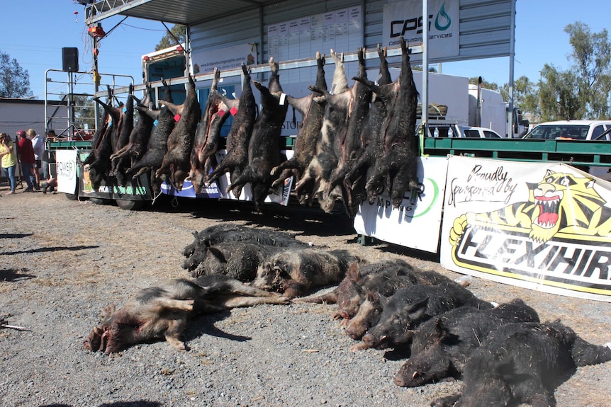 dead pigs hanging on racks and on ground