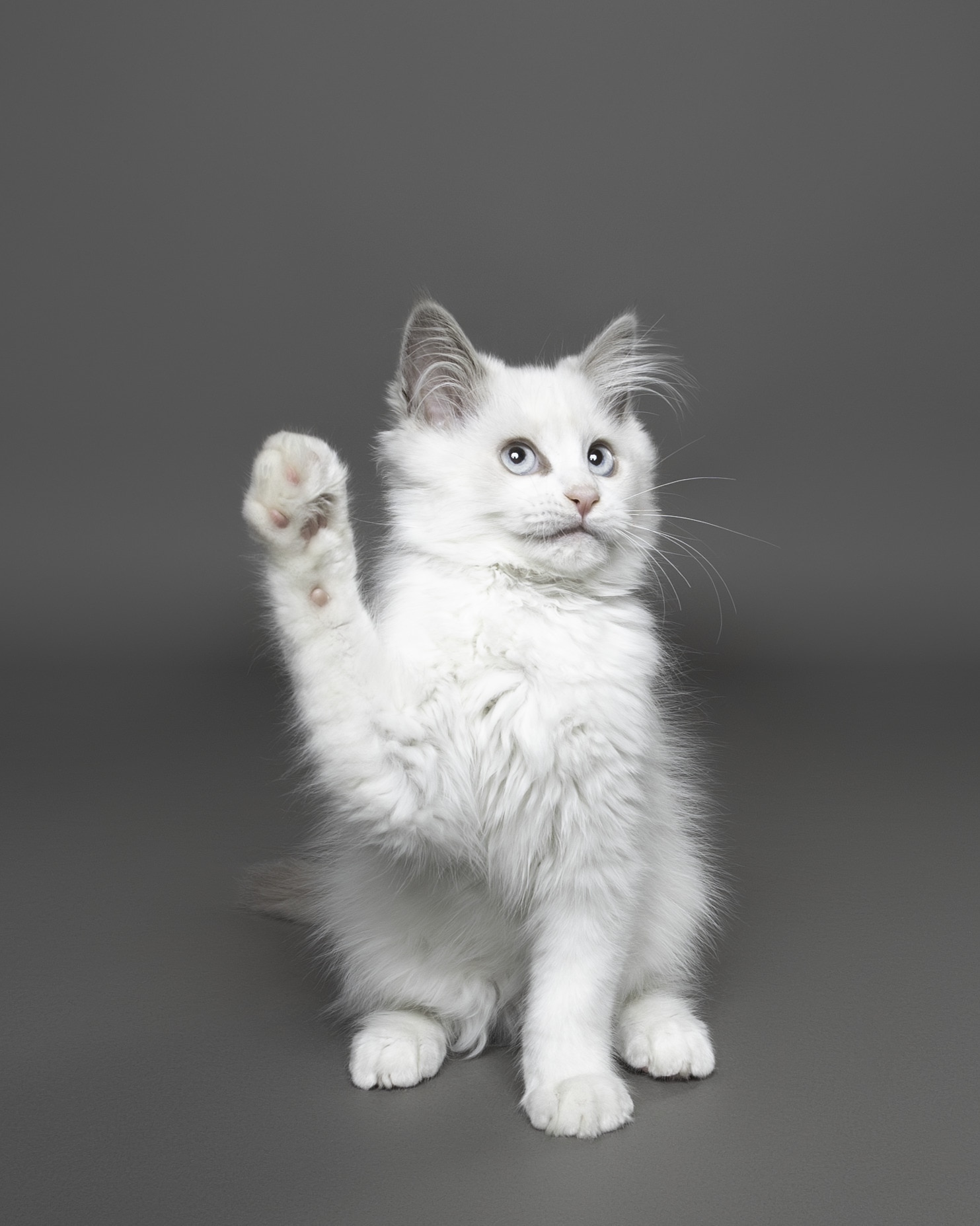 A white cat sitting down with one of its paws up