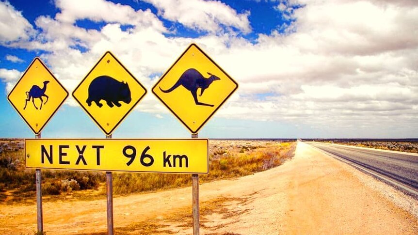 Camel, wombat and kangaroo warning signs on the side of the Nullarbor highway, South Australia.