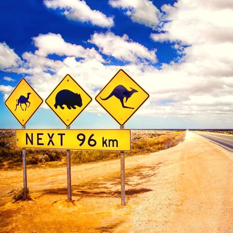 Three road signs warning motorists to watch out for native animals.