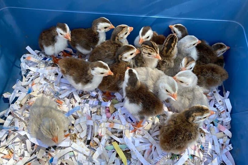 Baby guineafowls in a plastic tub filled with shredded paper.