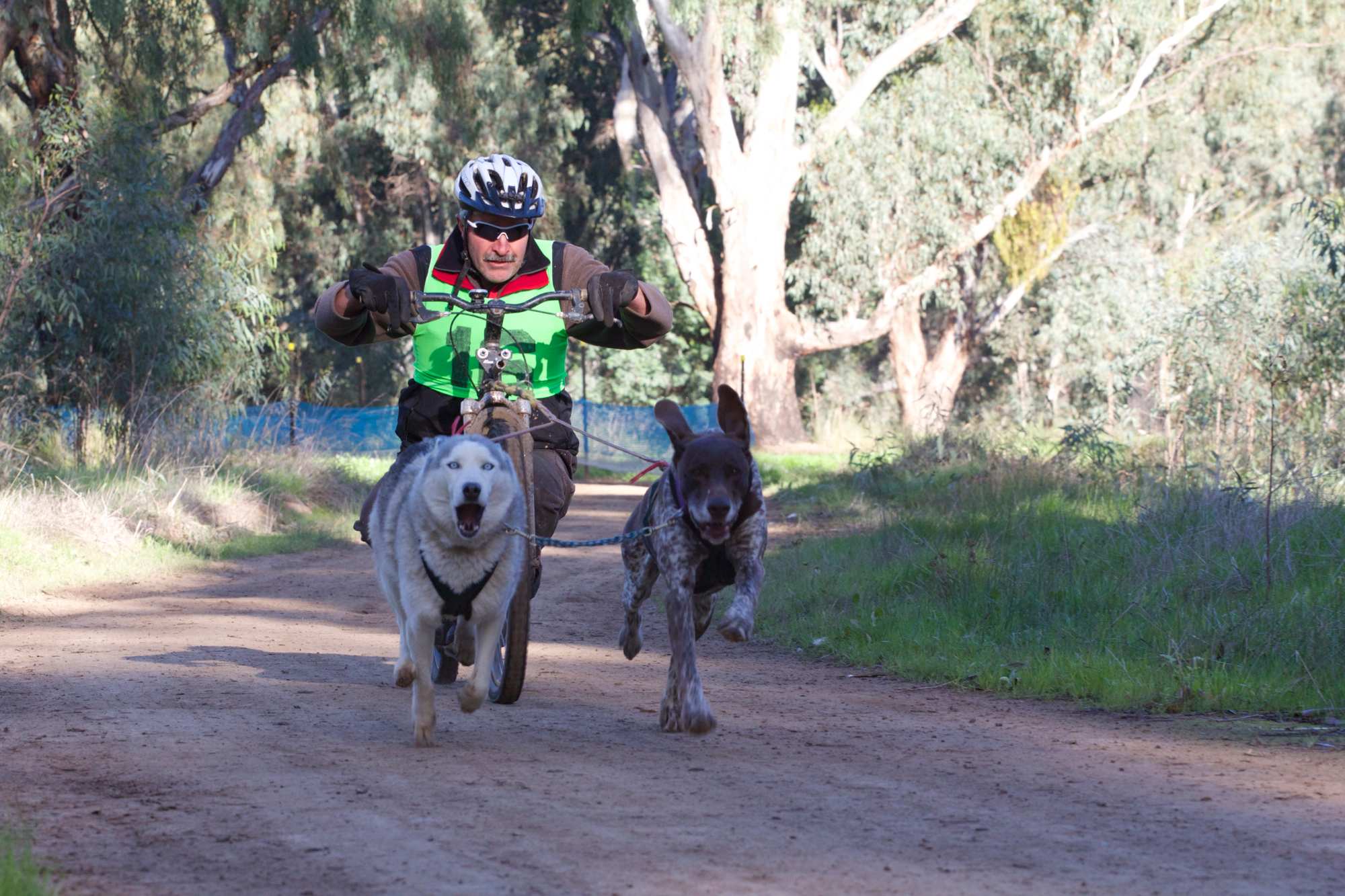 Run, dog, run! - ABC listen