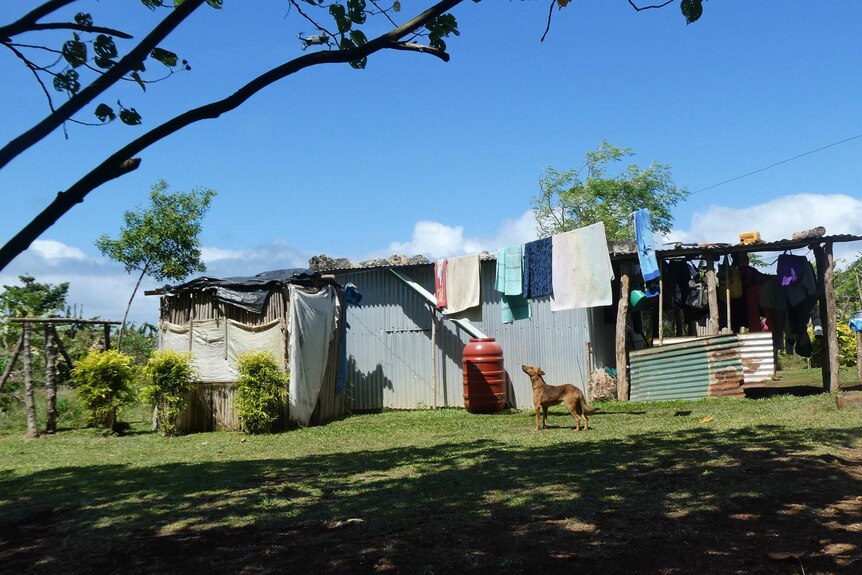 A dog walks under a clothesline, next to a tin house at a lush looking village on Efate, next to Rainbow City.