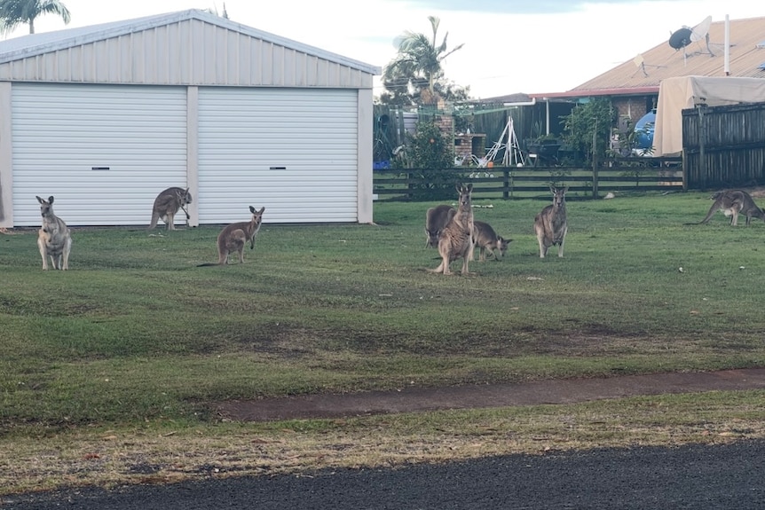 Several kangaroos grazing someones front lawn